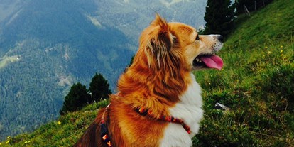 Hundehotel - Hund im Restaurant erlaubt - Ramsau am Dachstein - Unzählige Wandermöglichkeiten für 2- und 4-Beiner. - Hotel Aloisia