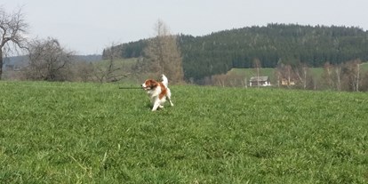 Hundehotel - Klassifizierung: 3 Sterne S - Steiermark - Herlcihe Auslaufmöglichkeiten für Hunde in und um St. Jakob im Walde
(Foto: Martina Brückler) - Familienhotel Berger ***superior