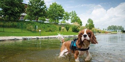 Hundehotel - Pools: Außenpool beheizt - Österreich - eingezäunter Hundeschwimmteich - Hotel & Spa Larimar****S