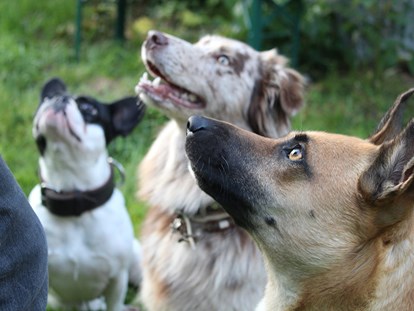 Hundehotel - Umgebungsschwerpunkt: Berg - Bayern - Pension Sonnleit´n Ihr Urlaub mit Hund 