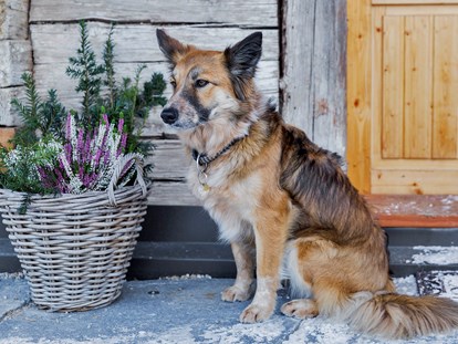 Hundehotel - Umgebungsschwerpunkt: Berg - Schladming-Dachstein - Treuer Begleiter - Ferienhäuser Gerhart