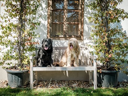 Hundehotel - Wellnessbereich - Hunde im Garten - Das Eisenberg
