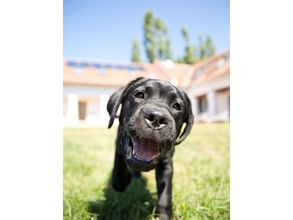 Hundehotel - Wellnessbereich - Wir lieben Hunde - Das Eisenberg