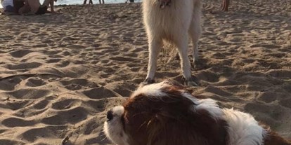 Hundehotel - Italien - Hunde  am Meer  Nahe - Campo di Carlo
