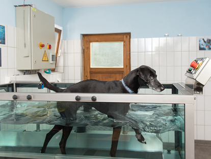 Hundehotel - Besorgung Hundefutter - Bayern - Unterwasserlaufband für den Hund - Hundesporthotel Wolf