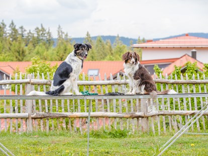 Hundehotel - Unterkunftsart: Chalets - Bayern - Auf dem Agilityplatz - Hunderesort Waldeck