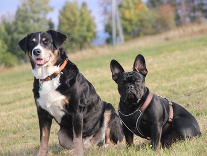 Hundehotel - Agility Parcours - Bayern - Hunde sind bei uns herzlich willkommen!  - Landhotel Sportalm