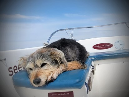 Hundehotel - Wellnessbereich - Hunde Model 2023 gesucht - gefunden!
1. Platz für Fussel - Fleesensee Resort & Spa