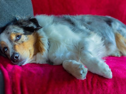 Hundehotel - Verpflegung: Halbpension - Trentino-Südtirol - Hund im Zimmer - Wiesenhof Garden Resort 