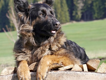 Hundehotel - barrierefrei - Trentino-Südtirol - Auch Hunde fühlen sich bei uns sehr wohl! - HIRBEN Naturlaub