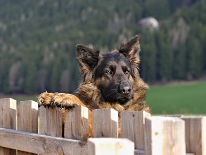 Hundehotel - barrierefrei - Trentino-Südtirol - Ferienwohnungen mit eingezäuntem Privatgarten - HIRBEN Naturlaub