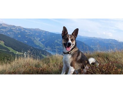 Hundehotel - Verpflegung: alkoholfreie Getränke ganztags inklusive - Pinzgau - Wanderung mit Hund inkl. Panoramaaussicht mit Start vor dem Hotel - Berghotel Jaga Alm 