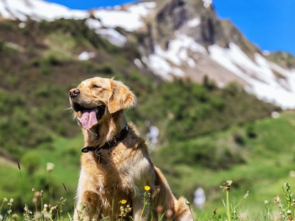 Hundehotel - Hundewiese: nicht eingezäunt - Hotelhund LUKE - Natur.Genuss.Hotel - Sonnasita