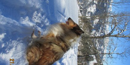 Hundehotel - Winterwanderwege - Art Chalet Vorderschuhzach