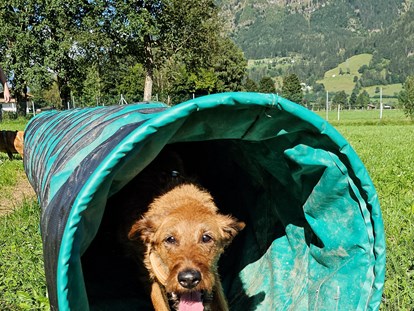 Hundehotel - Umgebungsschwerpunkt: am Land - Pinzgau - Hundewiese - Feriendorf Oberreit