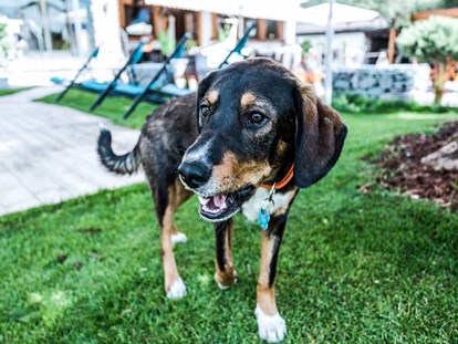 Hundehotel - Hundewiese: eingezäunt - Tiroler Unterland - Alpenhotel Tyrol - 4* Adults Only Hotel am Achensee