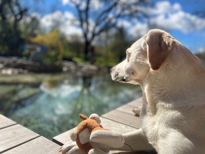 Hundehotel - Pools: Schwimmteich - Der Hundebadeteich lädt nicht nur Labradore ein zu planschen - Naturforsthaus 