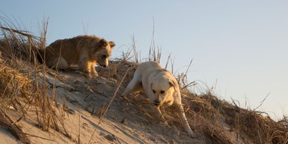 Hundehotel - Halbpension - Herumtollen auf der Düne. - Slide Surfcamp