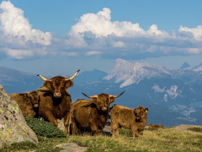 Hundehotel - Umgebungsschwerpunkt: am Land - Trentino-Südtirol - hoteleigener Bauernhof mit schottischen Hochlandrindern - Sonnenhotel Adler Nature Spa Adults only