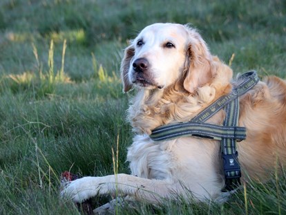 Hundehotel - Wellnessbereich - Entspannung für Hund und Herrchen - Ortners Eschenhof - Alpine Slowness