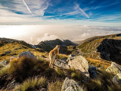 Hundehotel - Doggies: 4 Doggies - Österreich - Ortners Eschenhof - Alpine Slowness
