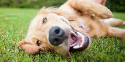 Hundehotel - Hundewiese: eingezäunt - Steiermark - Urlaub mit Hund im Garten - Appartement Mama