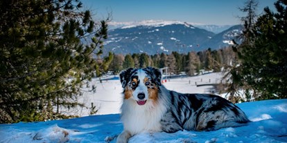 Hundehotel - Preisniveau: gehoben - Ramsau am Dachstein - Relax Resort Kreischberg 