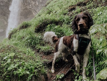 Hundehotel - Hundewiese: nicht eingezäunt - Wanderung mit Ihrem Hund vom Gut Weissenhof zum Johanneswasserfall und zur Weissenhof Almhütte - Hotel Gut Weissenhof ****S