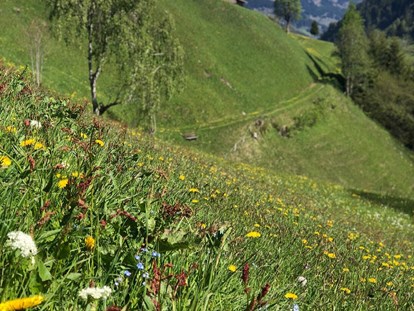 Hundehotel - Obertauern - Sommer im Großarltal - tolle Wanderungen und Bergtouren warten auf Sie! - Hotel Bergzeit