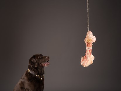 Hundehotel - Hund im Restaurant erlaubt - Österreich - ❤️India❤️ - Valavier Aktivresort 