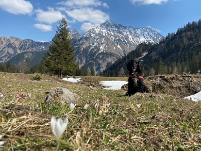 Hundehotel - Doggies: 4 Doggies - Österreich - Oberzalimtal. Wandern. Bergen. Blumen. Natur.  - Valavier Aktivresort 