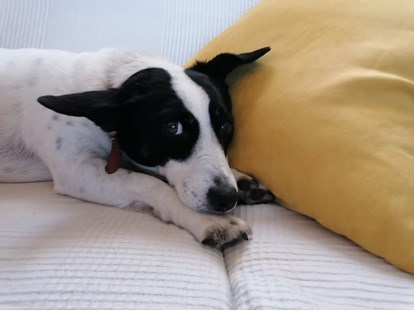 Hundehotel - keine Leinenpflicht im Hotel - Österreich - Landhaus FühlDichWohl- Boutique Hotel