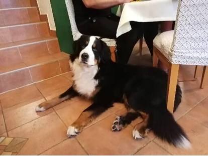 Hundehotel - Hund im Restaurant erlaubt - Österreich - Landhaus FühlDichWohl- Boutique Hotel