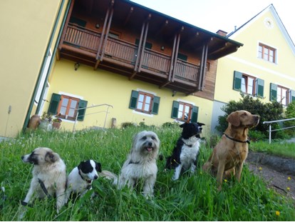 Hundehotel - keine Leinenpflicht im Hotel - Österreich - ob groß-ob klein - bei uns darf jeder Brave Wuffi rein! - Landhaus FühlDichWohl- Boutique Hotel