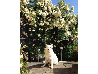 Hundehotel - Hund im Restaurant erlaubt - Österreich - unser wunderbar blühende Rosenbogen - Eintritt in unseren großen Naturgarten! - Landhaus FühlDichWohl- Boutique Hotel