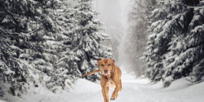 Hundehotel - WLAN - Gasthund Jonny im winterlichen Fichtelgebirge - Das MUSSEA Landhaus Chalet & Scheunenloft