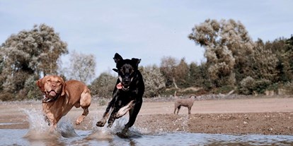 Hundehotel - Bergwanderungen - Unsere Gasthunde beim Flitzen an der Förmitztalsperre - Das MUSSEA Landhaus Chalet & Scheunenloft