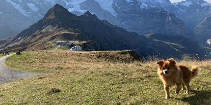 Hundehotel - Hundewiese: eingezäunt - Schweiz - Swiss Lodge Hotel Bernerhof