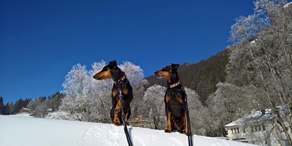 Hundehotel - Doggies: 5 Doggies - Schweiz - Swiss Lodge Hotel Bernerhof
