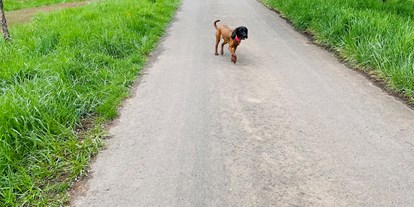 Hundehotel - Wäschewechsel - Feriendomizil Im Saarschleifenland  (Camille Ollinger )