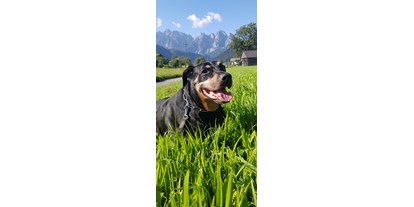 Hundehotel - Bergwanderungen - Max auf Sommerfrische - apartments gosaukamm.com