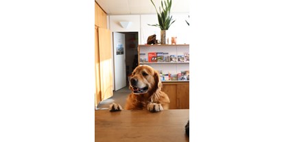 Hundehotel - Doggies: 4 Doggies - Schweiz - Herzlich Willkommen! - Hotel Allegro Einsiedeln
