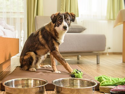 Hundehotel - Hund im Restaurant erlaubt - Österreich - Hier schaut mal, Begrüßungspaket mit Spielzeug :-) - GRUBERS Hotel Apartments Gastein