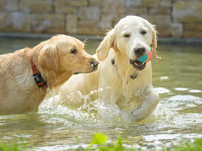 Hundehotel - Umgebungsschwerpunkt: am Land - Österreich - Ist dein Hund auch eine Wasserratte? - GRUBERS Hotel Apartments Gastein