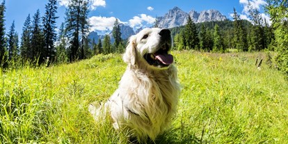Hundehotel - Hund im Restaurant erlaubt - Trentino-Südtirol - Hunde liebe grüne Wiesen - Caravan Park Sexten