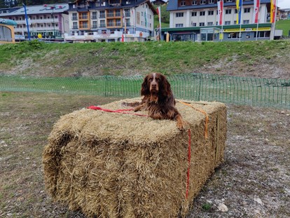 Hundehotel - Trink-/Fressnapf: an der Rezeption - Ramsau am Dachstein - Trainingsparcour - Hotel Binggl Obertauern