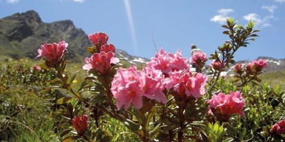 Hundehotel - Umgebungsschwerpunkt: See - Trentino-Südtirol - Unsere Vinschger Bergwelt - Der Nationalpark - Hotel Martellerhof