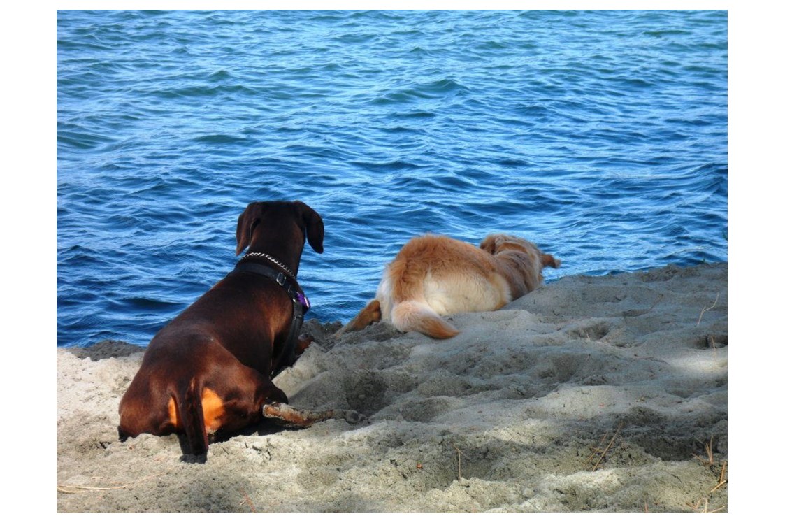 Urlaub-mit-Hund: Badespaß für Ihren Hund - Feriendorf Spiaggia Romea
