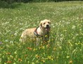 Urlaub-mit-Hund: Schöne Wiesen und Spazierwege für Gäste mit Hund - unsere Qianah geniest das jeden Tag - Hotel Zimba Gmbh + CoKG
