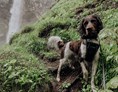 Urlaub-mit-Hund: Wanderung mit Ihrem Hund vom Gut Weissenhof zum Johanneswasserfall und zur Weissenhof Almhütte - Hotel Gut Weissenhof ****S